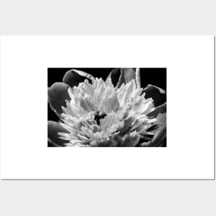 Black and White Peony Posters and Art